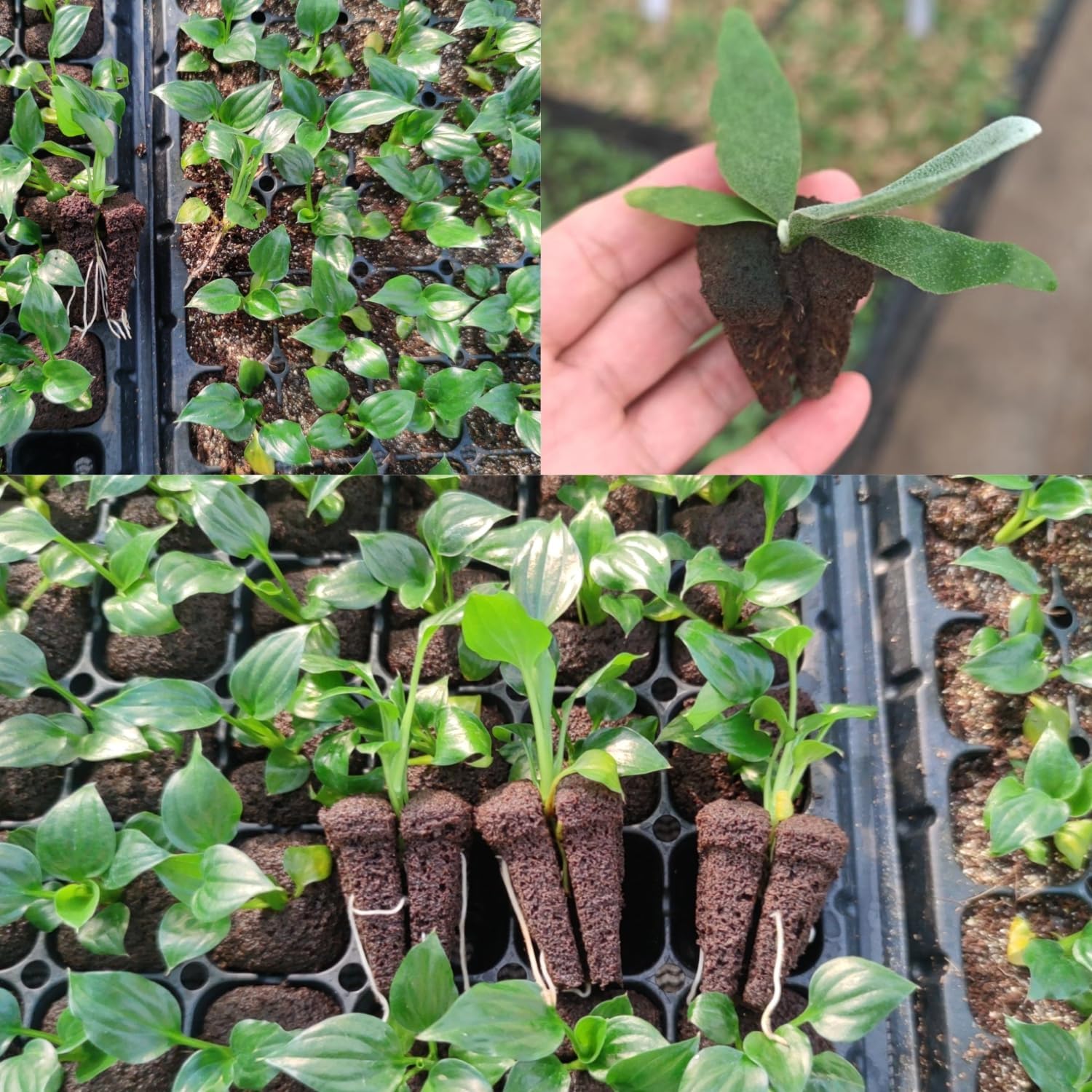 Hydroponische snelkweek-wortel - Nursery recensie en prijs